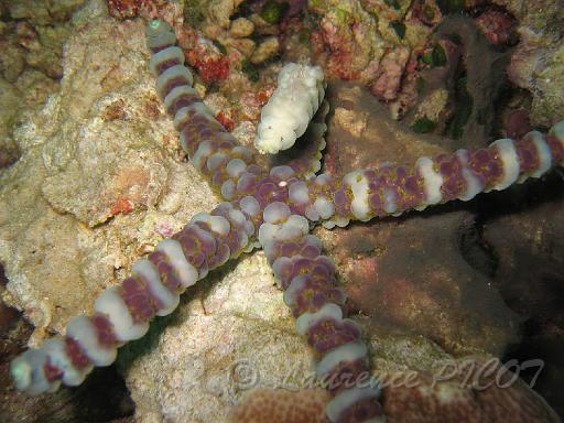 Etoile verruqueuse - Echinaster callosus.JPG
